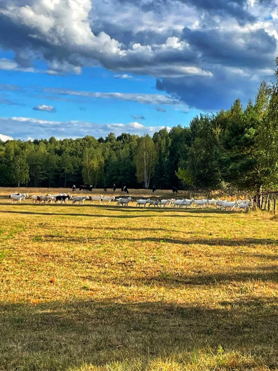 Садиба Бабина Лоза Lisove  Exterior photo